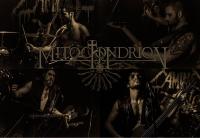 MITOCHONDRION