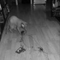 V/A: The Lost Tapes of Bestial Burst