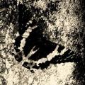 CAINA: Some People Fall