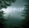THY SERPENT: Forests of Witchery