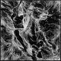 DEVOURING STAR: Through Lung and Heart